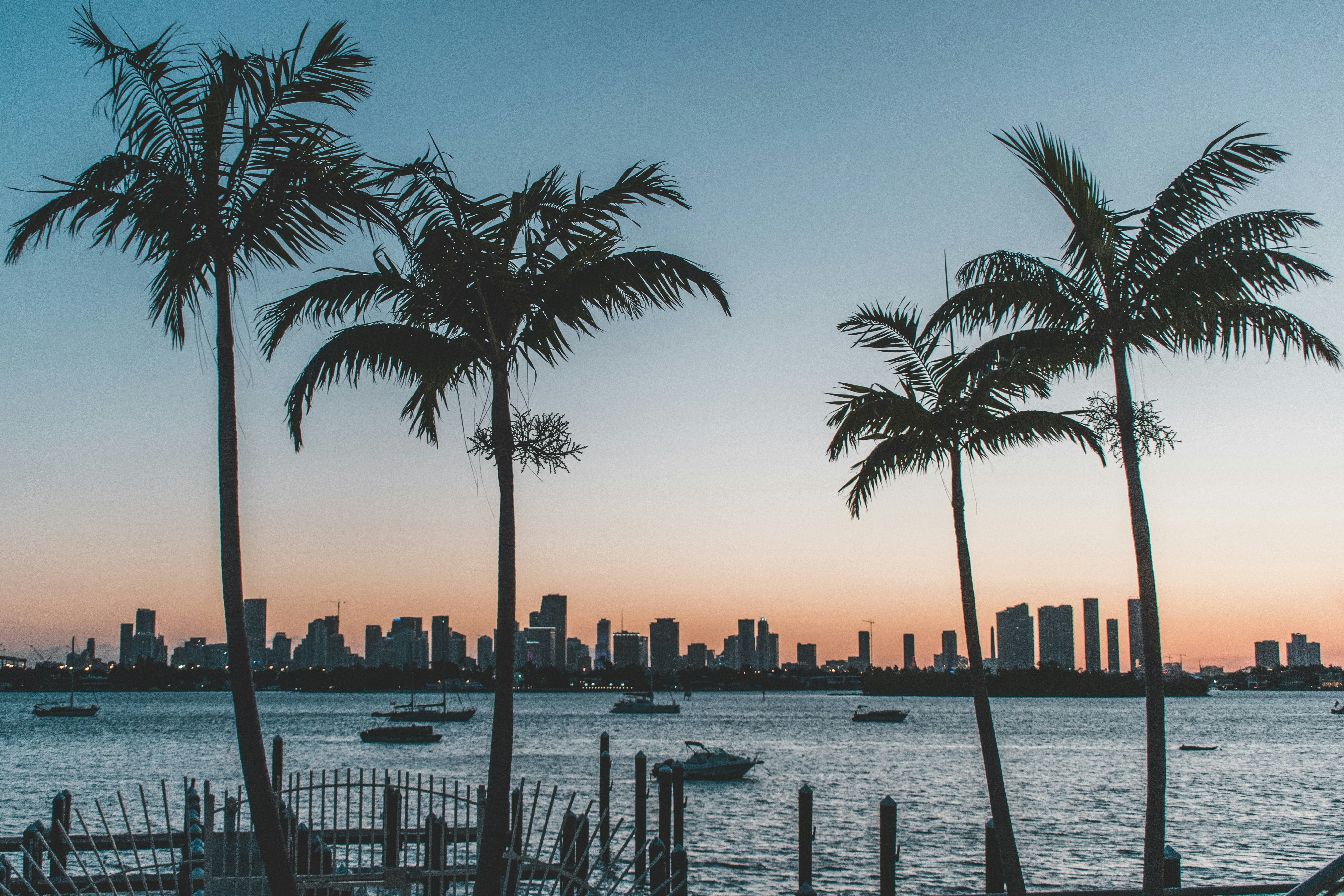 Miami skyline at dusk view through palm trees