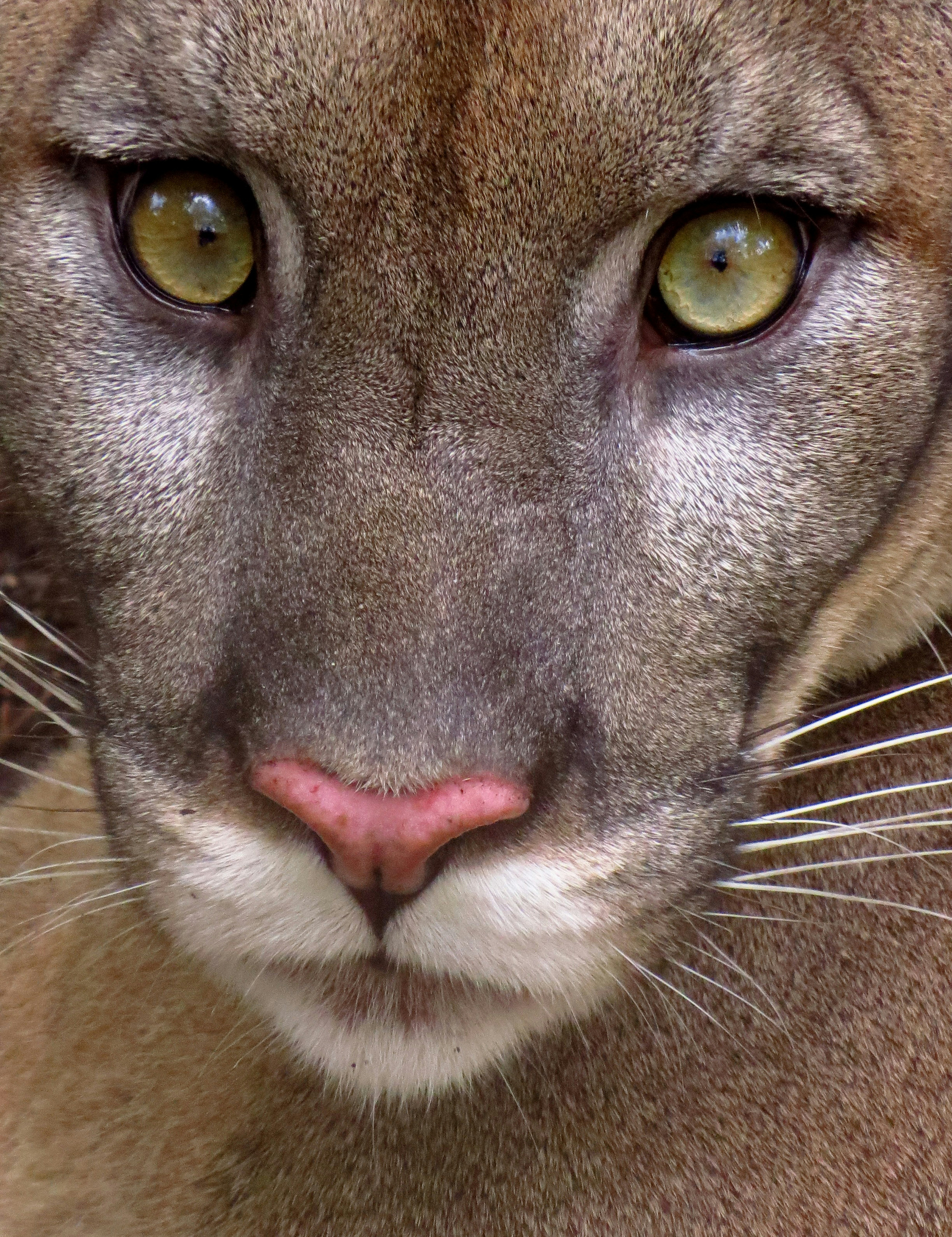 Close shot of a Florida panther